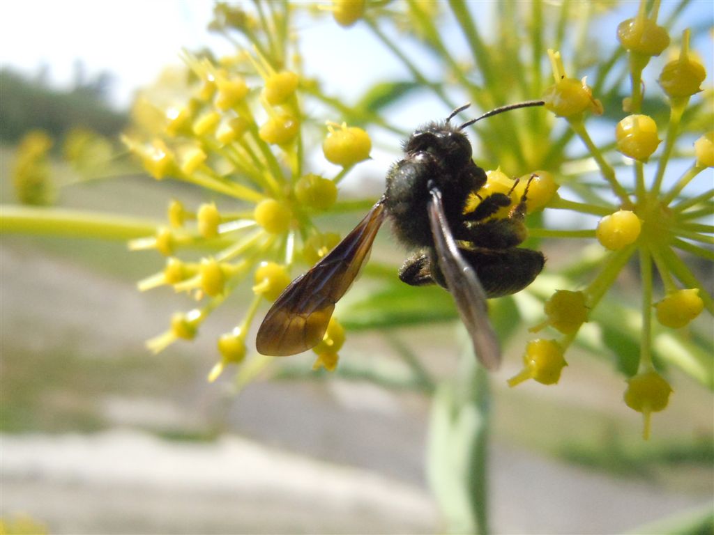 Xylocopa? No. Andrena cfr morio